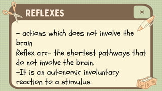 - actions which does not involve the
brain
Reflex arc- the shortest pathways that
do not involve the brain.
-It is an autonomic involuntary
reaction to a stimulus.
 