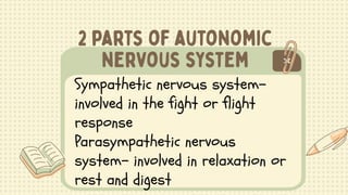 Sympathetic nervous system-
involved in the fight or flight
response
Parasympathetic nervous
system- involved in relaxation or
rest and digest
 