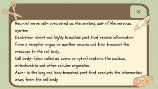 Neuron/ nerve cell- considered as the working unit of the nervous
system.
Dendrites- short and highly branched part that receive information
from a receptor organ or another neuron and then transmit the
message to the cell body.
Cell body- (also called as soma or cyton) contains the nucleus,
mitochondria and other cellular organelles.
Axon- is the long and less-branched part that conducts the information
away from the cell body.
 