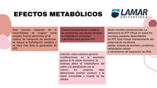 EFECTOS METABÓLICOS
Además, estos cambios generan
modificaciones en la expresión
génica en la célula. Asimismo, la
acidosis altera el metabolismo del
calcio y la señalización por el
mismo. En conjunto, tales
alteraciones podrían conducir a la
lesión irreversible y muerte de las
células.
Este proceso depende de la
disponibilidad de oxígeno como
receptor final de electrones en la
cadena de transporte de electrones.
se reduce la fosforilación oxidativa y
se hace más lenta la generación de
ATP.
Cuando la fosforilación oxidativa
es insuficiente, las células cambian
a metabolismo anaerobio
y glucólisis para generar ATP.
tienen muchas consecuencias. La
deficiencia de ATP influye en todos los
procesos celulares dependientes
de ATP. Esto incluye mantenimiento del
potencial de membrana
celular, síntesis de enzimas y proteínas,
señalización celular
y mecanismos de reparación de DNA.
 