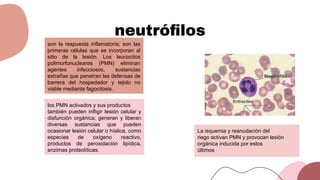 neutróﬁlos
son la respuesta inflamatoria; son las
primeras células que se incorporan al
sitio de la lesión. Los leucocitos
polimorfonucleares (PMN) eliminan
agentes infecciosos, sustancias
extrañas que penetran las defensas de
barrera del hospedador y tejido no
viable mediante fagocitosis.
los PMN activados y sus productos
también pueden infligir lesión celular y
disfunción orgánica; generan y liberan
diversas sustancias que pueden
ocasionar lesión celular o hística, como
especies de oxígeno reactivo,
productos de peroxidación lipídica,
enzimas proteolíticas.
La isquemia y reanudación del
riego activan PMN y provocan lesión
orgánica inducida por estos
últimos
 