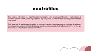 neutróﬁlos
En el proceso inflamatorio son importantes las interacciones entre las células endoteliales y los leucocitos. El
endotelio vascular contribuye a la regulación del flujo sanguíneo, la adhesión de leucocitos y la cascada de la
coagulación.
En la superficie de las células endoteliales se expresan ligandos extracelulares como moléculas de adhesión
intercelular, moléculas de adhesión de células vasculares y selectinas (selectina E, selectina P) y son las que
determinan la adhesión de leucocitos al endotelio.
 