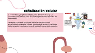 señalización celular
la homeostasis y regulación intracelulares del calcio (Ca2+). Las
concentraciones intracelulares de Ca2+ regulan muchos aspectos del
metabolismo.
Las alteraciones en la regulación del Ca2+ pueden conducir
a una lesión directa de las células, cambios en la activación del factor
de transcripción, modificaciones en la expresión de genes importantes
 