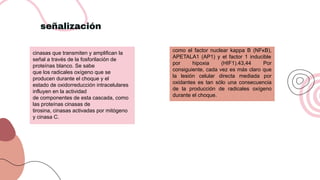 señalización
como el factor nuclear kappa B (NFκB),
APETALA1 (AP1) y el factor 1 inducible
por hipoxia (HIF1).43,44 Por
consiguiente, cada vez es más claro que
la lesión celular directa mediada por
oxidantes es tan sólo una consecuencia
de la producción de radicales oxígeno
durante el choque.
cinasas que transmiten y amplifican la
señal a través de la fosforilación de
proteínas blanco. Se sabe
que los radicales oxígeno que se
producen durante el choque y el
estado de oxidorreducción intracelulares
influyen en la actividad
de componentes de esta cascada, como
las proteínas cinasas de
tirosina, cinasas activadas por mitógeno
y cinasa C.
 