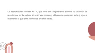 La adenohipófisis secreta ACTH, que junto con angiotensina estimula la secreción de
aldosterona por la corteza adrenal. Vasopresina y aldosterona preservan sodio y agua a
nivel renal, lo que toma 30 minutos en tener efecto.
 