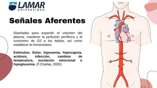 Señales Aferentes
Diseñadas para expandir el volumen del
plasma, mantener la perfusión periférica y el
suministro de O2 a los tejidos, así como
establecer la homeostasis.
Estímulos; Dolor, hipoxemia, hipercapnia,
acidosis, infección, cambios de
temperatura, excitación emocional o
hipoglucemia. (F.Charles, 2020)
 