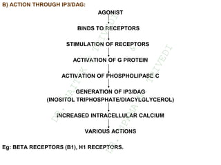 B) ACTION THROUGH IP3/DAG:
AGONIST
BINDS TO RECEPTORS
STIMULATION OF RECEPTORS
ACTIVATION OF G PROTEIN
ACTIVATION OF PHOSPHOLIPASE C
GENERATION OF IP3/DAG
(INOSITOL TRIPHOSPHATE/DIACYLGLYCEROL)
INCREASED INTRACELLULAR CALCIUM
VARIOUS ACTIONS
Eg: BETA RECEPTORS (B1), H1 RECEPTORS.
D
R
.
N
A
I
T
I
K
D
T
R
I
V
E
D
I
&
D
R
.
U
P
A
M
A
N
.
T
R
I
V
E
D
I
 