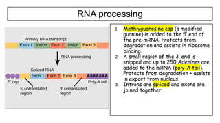 1.4 Genetic code in the DNA and RNA.pptx