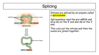 1.4 Genetic code in the DNA and RNA.pptx