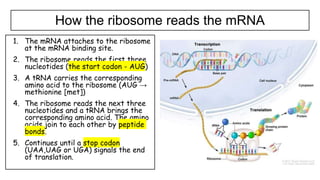1.4 Genetic code in the DNA and RNA.pptx