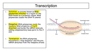 1.4 Genetic code in the DNA and RNA.pptx
