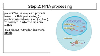 1.4 Genetic code in the DNA and RNA.pptx