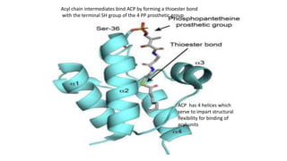 Fatty Acid Synthesis and Regulation.pptx