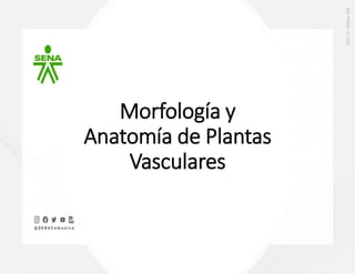 Morfología y
Anatomía de Plantas
Vasculares
 