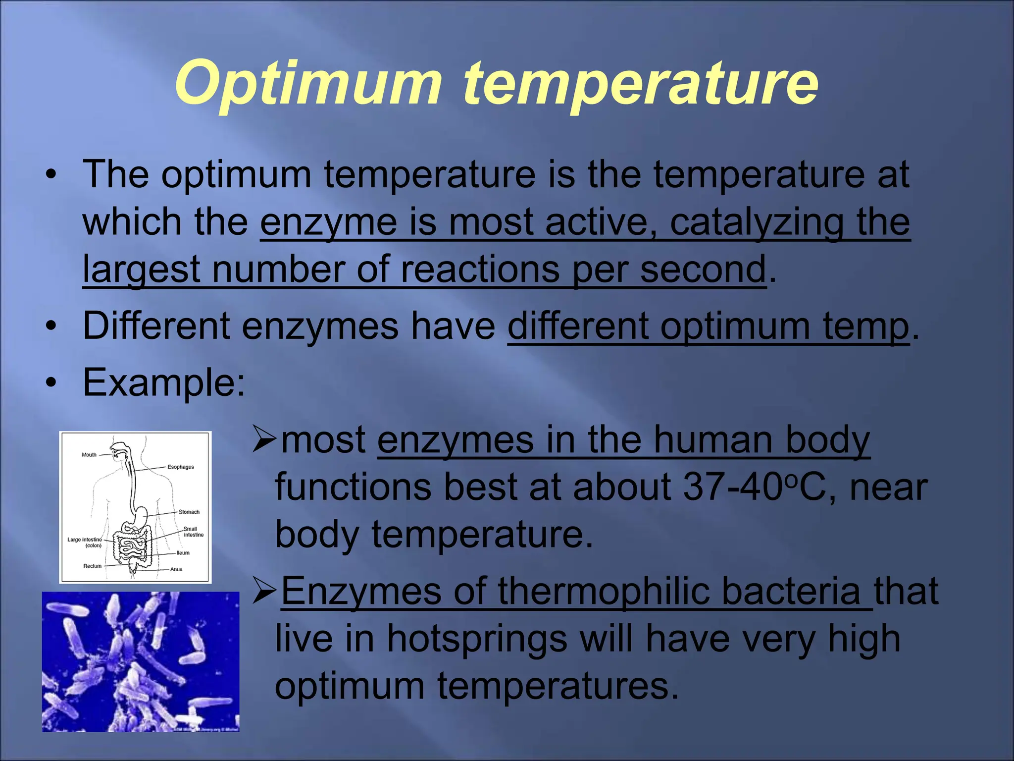Optimum temperature
• The optimum temperature is the temperature at
which the enzyme is most active, catalyzing the
largest number of reactions per second.
• Different enzymes have different optimum temp.
• Example:
most enzymes in the human body
functions best at about 37-40oC, near
body temperature.
Enzymes of thermophilic bacteria that
live in hotsprings will have very high
optimum temperatures.
 