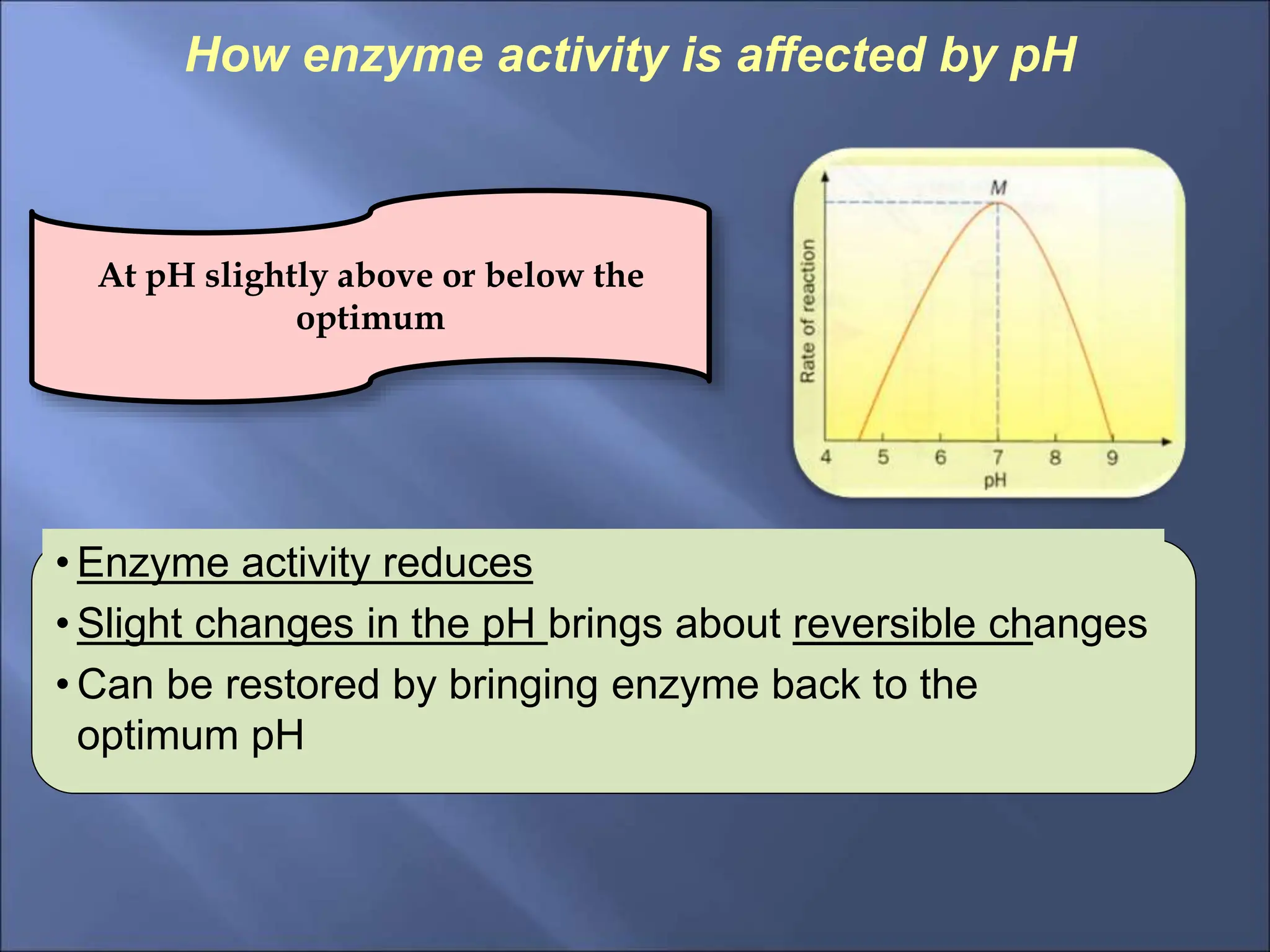 How enzyme activity is affected by pH
At pH slightly above or below the
optimum
• Enzyme activity reduces
• Slight changes in the pH brings about reversible changes
• Can be restored by bringing enzyme back to the
optimum pH
 