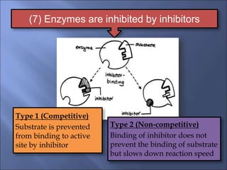 1. Enzyme chemistrynnnnnnnnjjjnjnnnnn.ppt