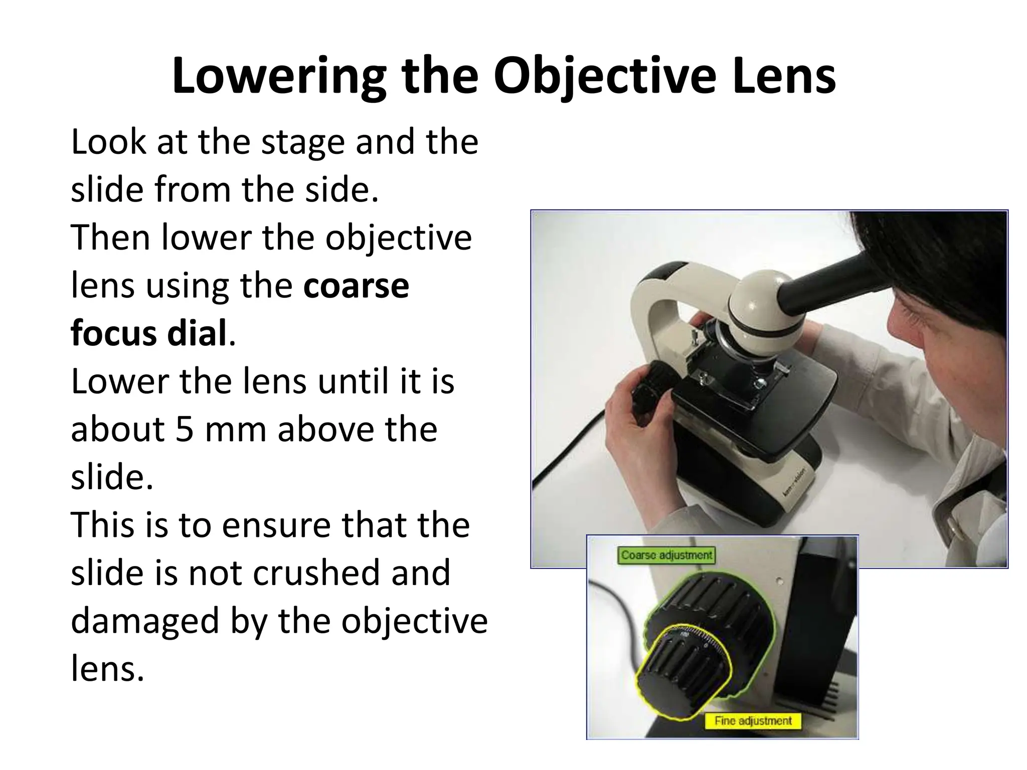 Lowering the Objective Lens
Look at the stage and the
slide from the side.
Then lower the objective
lens using the coarse
focus dial.
Lower the lens until it is
about 5 mm above the
slide.
This is to ensure that the
slide is not crushed and
damaged by the objective
lens.
 