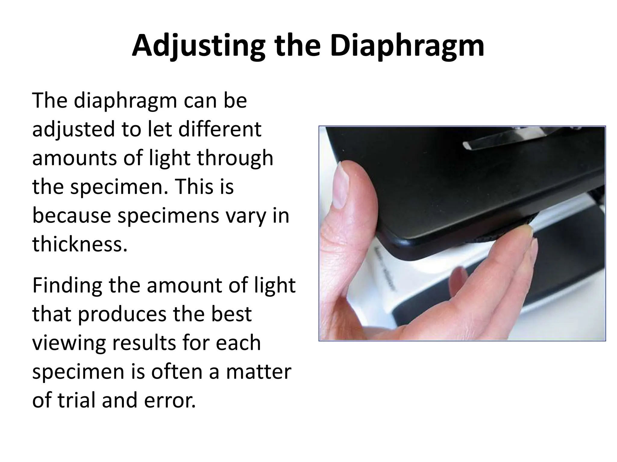 Adjusting the Diaphragm
The diaphragm can be
adjusted to let different
amounts of light through
the specimen. This is
because specimens vary in
thickness.
Finding the amount of light
that produces the best
viewing results for each
specimen is often a matter
of trial and error.
 