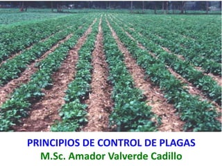 PRINCIPIOS DE CONTROL DE PLAGAS
M.Sc. Amador Valverde Cadillo
 