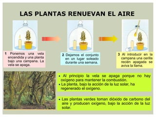 LAS PLANTAS RENUEVAN EL AIRE
1 Ponemos una vela
encendida y una planta
bajo una campana. La
vela se apaga.
2 Dejamos el conjunto
en un lugar soleado
durante una semana.
3 Al introducir en la
campana una cerilla
recién apagada se
aviva la llama.
 Al principio la vela se apaga porque no hay
oxígeno para mantener la combustión.
 La planta, bajo la acción de la luz solar, ha
regenerado el oxígeno.
 Las plantas verdes toman dióxido de carbono del
aire y producen oxígeno, bajo la acción de la luz
solar.
 