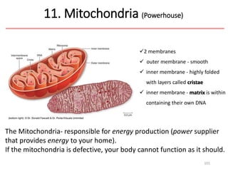 11. Mitochondria (Powerhouse)
101
2 membranes
 outer membrane - smooth
 inner membrane - highly folded
with layers called cristae
 inner membrane - matrix is within
containing their own DNA
The Mitochondria- responsible for energy production (power supplier
that provides energy to your home).
If the mitochondria is defective, your body cannot function as it should.
 