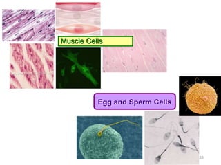 Muscle Cells
113
Egg and Sperm Cells
 
