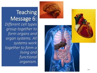 Teaching
Message 6:
Different cell types
group together to
form organs and
organ systems. All
systems work
together to form a
living and
functional
organism.
114
114
 