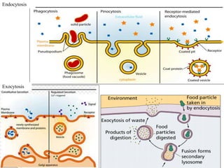 119
Endocytosis
Exocytosis
 