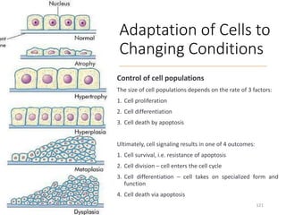 Adaptation of Cells to
Changing Conditions
Control of cell populations
The size of cell populations depends on the rate of 3 factors:
1. Cell proliferation
2. Cell differentiation
3. Cell death by apoptosis
Ultimately, cell signaling results in one of 4 outcomes:
1. Cell survival, i.e. resistance of apoptosis
2. Cell division – cell enters the cell cycle
3. Cell differentiation – cell takes on specialized form and
function
4. Cell death via apoptosis
121
 