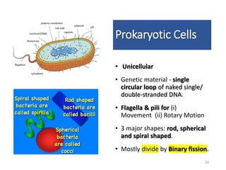 Prokaryotic Cells
• Unicellular
• Genetic material - single
circular loop of naked single/
double-stranded DNA.
• Flagella & pili for (i)
Movement (ii) Rotary Motion
• 3 major shapes: rod, spherical
and spiral shaped.
• Mostly divide by Binary fission.
20
 