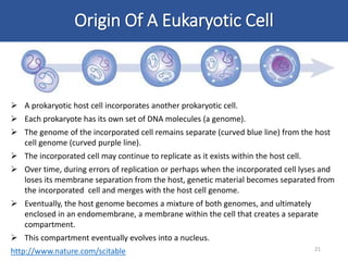 Origin Of A Eukaryotic Cell
21
 A prokaryotic host cell incorporates another prokaryotic cell.
 Each prokaryote has its own set of DNA molecules (a genome).
 The genome of the incorporated cell remains separate (curved blue line) from the host
cell genome (curved purple line).
 The incorporated cell may continue to replicate as it exists within the host cell.
 Over time, during errors of replication or perhaps when the incorporated cell lyses and
loses its membrane separation from the host, genetic material becomes separated from
the incorporated cell and merges with the host cell genome.
 Eventually, the host genome becomes a mixture of both genomes, and ultimately
enclosed in an endomembrane, a membrane within the cell that creates a separate
compartment.
 This compartment eventually evolves into a nucleus.
http://www.nature.com/scitable
 