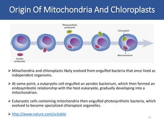  Mitochondria and chloroplasts likely evolved from engulfed bacteria that once lived as
independent organisms.
 At some point, a eukaryotic cell engulfed an aerobic bacterium, which then formed an
endosymbiotic relationship with the host eukaryote, gradually developing into a
mitochondrion.
 Eukaryotic cells containing mitochondria then engulfed photosynthetic bacteria, which
evolved to become specialized chloroplast organelles.
 http://www.nature.com/scitable
22
Origin Of Mitochondria And Chloroplasts
 
