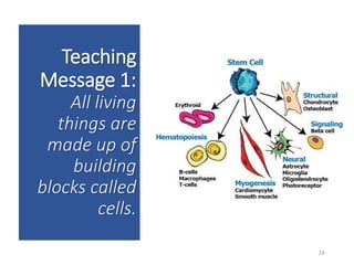 Teaching
Message 1:
All living
things are
made up of
building
blocks called
cells.
24
 