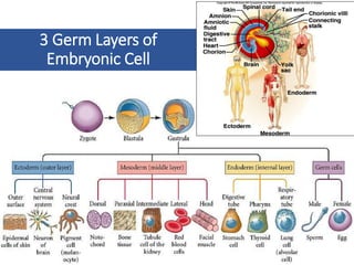 3 Germ Layers of
Embryonic Cell
25
 