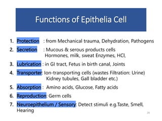 Functions of Epithelia Cell
1. Protection : from Mechanical trauma, Dehydration, Pathogens
2. Secretion : Mucous & serous products cells
Hormones, milk, sweat Enzymes, HCl,
3. Lubrication : in GI tract, Fetus in birth canal, Joints
4. Transporter: Ion-transporting cells (wastes Filtration: Urine)
Kidney tubules, Gall bladder etc.)
5. Absorption : Amino acids, Glucose, Fatty acids
6. Reproduction: Germ cells
7. Neuroepithelium / Sensory: Detect stimuli e.g.Taste, Smell,
Hearing 26
 