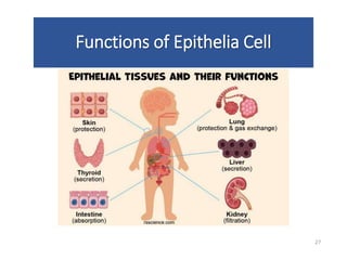 Functions of Epithelia Cell
27
 