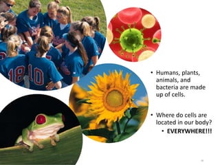 • Humans, plants,
animals, and
bacteria are made
up of cells.
• Where do cells are
located in our body?
• EVERYWHERE!!!
28
 
