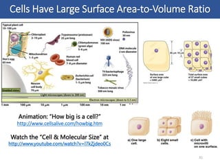 Cells Have Large Surface Area-to-Volume Ratio
31
Animation: “How big is a cell?”
http://www.cellsalive.com/howbig.htm
Watch the “Cell & Molecular Size” at
http://www.youtube.com/watch?v=l7kZjdeo0Cs
 