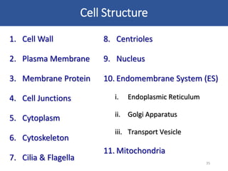 Cell Structure
1. Cell Wall
2. Plasma Membrane
3. Membrane Protein
4. Cell Junctions
5. Cytoplasm
6. Cytoskeleton
7. Cilia & Flagella 35
8. Centrioles
9. Nucleus
10. Endomembrane System (ES)
i. Endoplasmic Reticulum
ii. Golgi Apparatus
iii. Transport Vesicle
11. Mitochondria
 