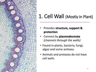 1. Cell Wall (Mostly in Plant)
• Provides structure, support &
protection
• Connect by plasmodesmata
(channels through the walls)
• Found in plants, bacteria, fungi,
algae and some archaea.
• Animals and protozoa do not have
cell walls.
38
 