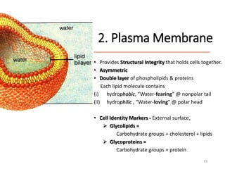 2. Plasma Membrane
• Provides Structural Integrity that holds cells together.
• Asymmetric
• Double layer of phospholipids & proteins
Each lipid molecule contains
(i) hydrophobic, “Water-fearing” @ nonpolar tail
(ii) hydrophilic , “Water-loving” @ polar head
• Cell Identity Markers - External surface,
 Glycolipids =
Carbohydrate groups + cholesterol + lipids
 Glycoproteins =
Carbohydrate groups + protein
39
 