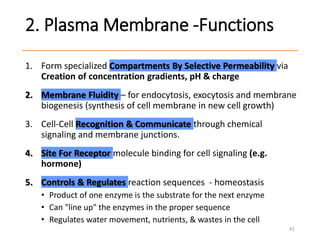 2. Plasma Membrane -Functions
1. Form specialized Compartments By Selective Permeability via
Creation of concentration gradients, pH & charge
2. Membrane Fluidity – for endocytosis, exocytosis and membrane
biogenesis (synthesis of cell membrane in new cell growth)
3. Cell-Cell Recognition & Communicate through chemical
signaling and membrane junctions.
4. Site For Receptor molecule binding for cell signaling (e.g.
hormone)
5. Controls & Regulates reaction sequences - homeostasis
• Product of one enzyme is the substrate for the next enzyme
• Can "line up" the enzymes in the proper sequence
• Regulates water movement, nutrients, & wastes in the cell
41
 