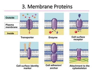 43
Outside
Plasma
membrane
Inside
Transporter Cell surface
receptor
Enzyme
Cell surface identity
marker
Attachment to the
cytoskeleton
Cell adhesion/
anchor
3. Membrane Proteins
 