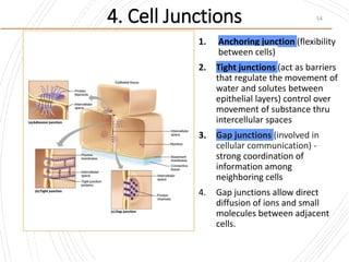 54
1. Anchoring junction (flexibility
between cells)
2. Tight junctions (act as barriers
that regulate the movement of
water and solutes between
epithelial layers) control over
movement of substance thru
intercellular spaces
3. Gap junctions (involved in
cellular communication) -
strong coordination of
information among
neighboring cells
4. Gap junctions allow direct
diffusion of ions and small
molecules between adjacent
cells.
4. Cell Junctions
 