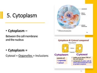 5. Cytoplasm
• Cytoplasm –
Betweenthecellmembrane
andthenucleus
• Cytoplasm =
Cytosol + Organelles + Inclusions
55
 