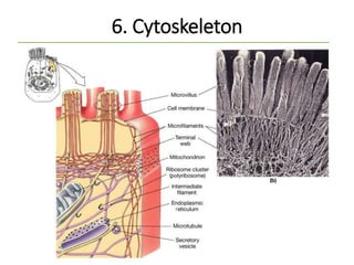 6. Cytoskeleton
57
 