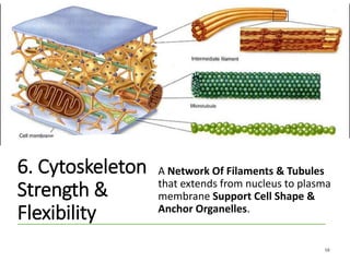 6. Cytoskeleton
Strength &
Flexibility
A Network Of Filaments & Tubules
that extends from nucleus to plasma
membrane Support Cell Shape &
Anchor Organelles.
58
 