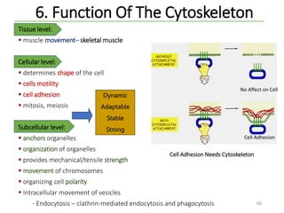 Tissue level:
 muscle movement– skeletal muscle
Cellular level:
 determines shape of the cell
 cells motility
 cell adhesion
 mitosis, meiosis
Subcellular level:
 anchors organelles
 organization of organelles
 provides mechanical/tensile strength
 movement of chromosomes
 organizing cell polarity
 Intracellular movement of vesicles
- Endocytosis – clathrin-mediated endocytosis and phagocytosis
6. Function Of The Cytoskeleton
Dynamic
Adaptable
Stable
Strong
Cell Adhesion Needs Cytoskeleton
60
No Affect on Cell
Cell Adhesion
 