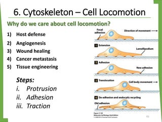 Why do we care about cell locomotion?
1) Host defense
2) Angiogenesis
3) Wound healing
4) Cancer metastasis
5) Tissue engineering
Steps:
i. Protrusion
ii. Adhesion
iii. Traction
61
6. Cytoskeleton – Cell Locomotion
 